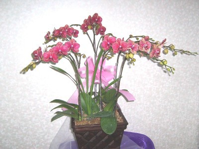 d5  NT$: 2500