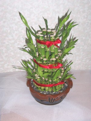 編號:B5NT$:1500