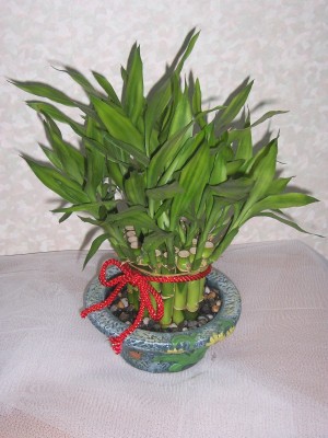編號:B6 NT$:1200